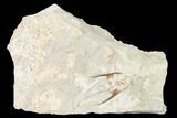 Cretaceous Crusher Fish (Coccodus) - Hakel, Lebanon #162770-1
